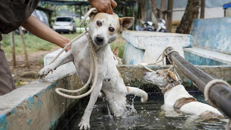 Anak 9 Tahun Meninggal Karena Digigit Anjing Pemburu di Bogor
