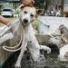 Anak 9 Tahun Meninggal Karena Digigit Anjing Pemburu di Bogor