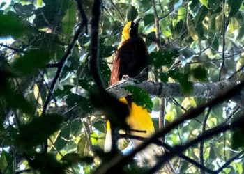 Burung Dilindungi di Papua Dijual di Media Sosial, Satu Orang Ditangkap