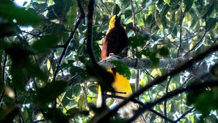 Burung Dilindungi di Papua Dijual di Media Sosial, Satu Orang Ditangkap