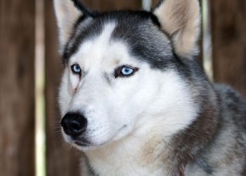 Anjing Husky Viral Dibacok di Bekasi, Unit K9 Polisi Diterjunkan