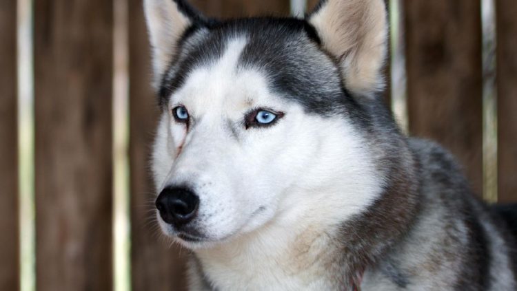 Anjing Husky Viral Dibacok di Bekasi, Unit K9 Polisi Diterjunkan