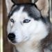 Anjing Husky Viral Dibacok di Bekasi, Unit K9 Polisi Diterjunkan