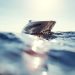 Speedboat Hilang Kontak di Gorontalo Ditemukan, 11 Warga Negara Asing Selamat