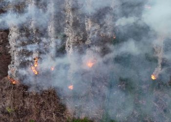 Karhutla Melanda Gunung Gombak Ponorogo, 15 Hektare Lahan Terbakar