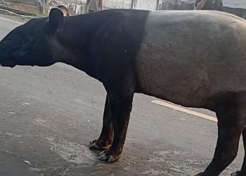 Dua Penyembelih Tapir di Mesuji Lampung Belum Ditangkap