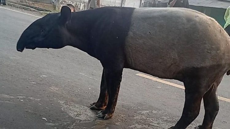 Dua Penyembelih Tapir di Mesuji Lampung Belum Ditangkap