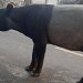 Dua Penyembelih Tapir di Mesuji Lampung Belum Ditangkap