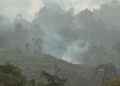 Pria di Berau Kaltim Ditangkap Polisi Karena Pembakaran Lahan untuk Kebun Sawit