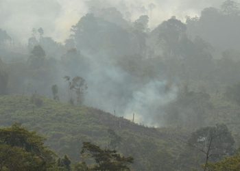 Pria di Berau Kaltim Ditangkap Polisi Karena Pembakaran Lahan untuk Kebun Sawit