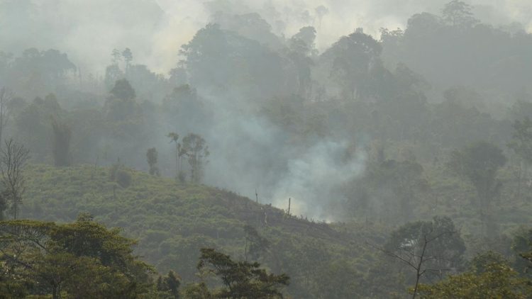 Pria di Berau Kaltim Ditangkap Polisi Karena Pembakaran Lahan untuk Kebun Sawit
