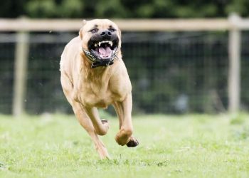 Anak SD Bandung Terluka Parah, Kepala dan Telinga Terkena Gigitan Pitbull