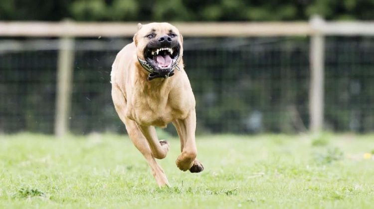 Anak SD Bandung Terluka Parah, Kepala dan Telinga Terkena Gigitan Pitbull