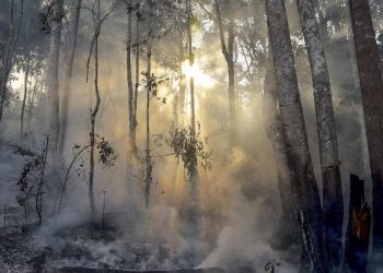 Papua Tengah Bentuk Satgas Karhutla Tanggapi Ratusan Titik Panas yang Ditemukan