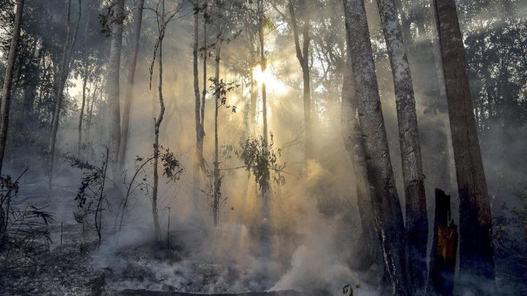 Papua Tengah Bentuk Satgas Karhutla Tanggapi Ratusan Titik Panas yang Ditemukan