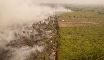 Hutan Lindung Gambut Londerang di Jambi Terbakar