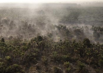 Rokok Diduga Penyebab Karhutla 30 Hektare di Rohil Riau, Satu Tersangka Ditangkap