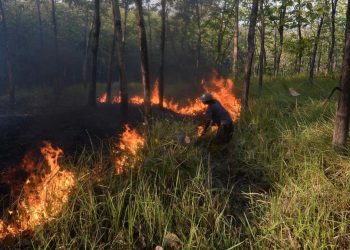 Karhutla di Bangka Tengah Mencapai 118 Hektare Pada Juli-Agustus 2026