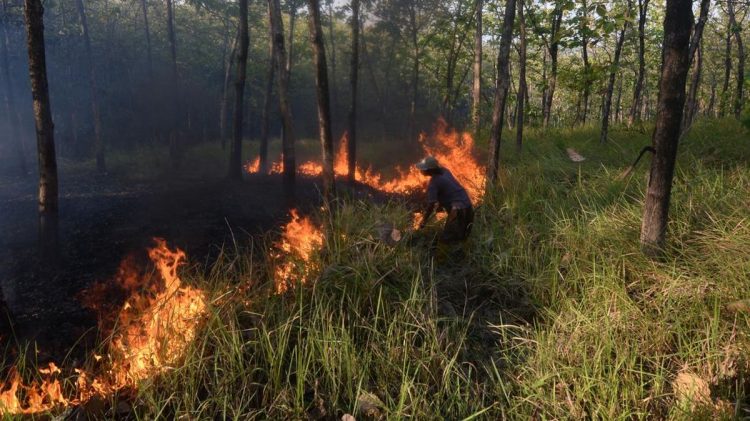 Karhutla di Bangka Tengah Mencapai 118 Hektare Pada Juli-Agustus 2026