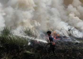 Kesaksian Aktivis Tentang Cikal Karhutla yang Diduga Akibat Pembukaan Lahan
