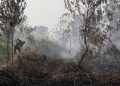 Kebakaran Lahan Kulon Progo, Api Terjadi di Bendungan Kamijoro