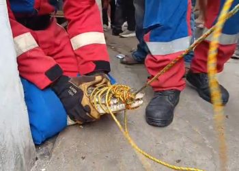 Buaya Muara Lampung Dievakuasi Setelah Tiga Tahun Dirawat, Pemilik Menangis Histeris