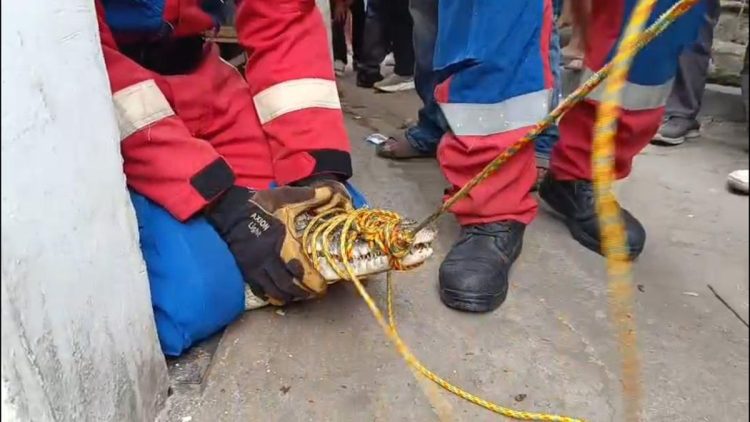 Buaya Muara Lampung Dievakuasi Setelah Tiga Tahun Dirawat, Pemilik Menangis Histeris