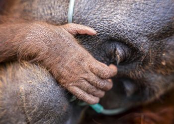Evakuasi Induk Orang Utan dan Trenggiling dari Kebakaran Hutan Kotim