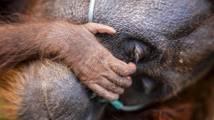 Evakuasi Induk Orang Utan dan Trenggiling dari Kebakaran Hutan Kotim