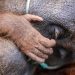 Evakuasi Induk Orang Utan dan Trenggiling dari Kebakaran Hutan Kotim