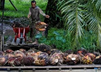 Strategi Bisnis Perkebunan Dibeberkan kepada Mahasiswa oleh BPDP