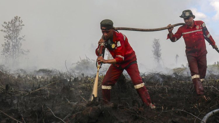 Update Kebakaran Hutan Terbaru, Kalteng Tertinggi