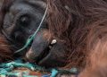 46 Orangutan Diselamatkan dari Kebakaran Hutan di Kalimantan Barat