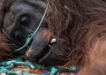 46 Orangutan Diselamatkan dari Kebakaran Hutan di Kalimantan Barat
