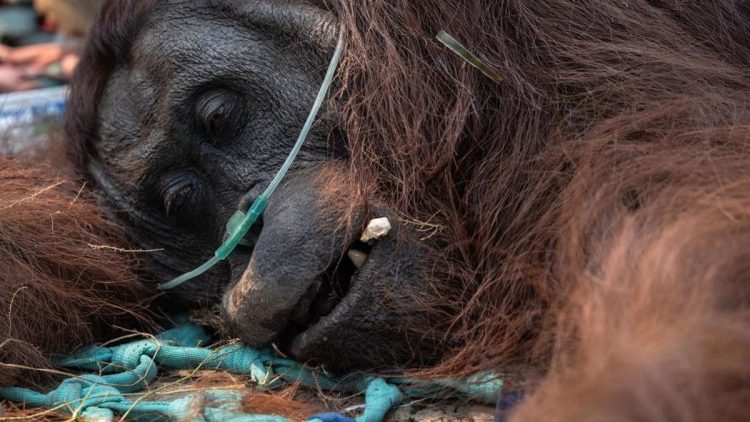 46 Orangutan Diselamatkan dari Kebakaran Hutan di Kalimantan Barat