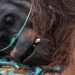 46 Orangutan Diselamatkan dari Kebakaran Hutan di Kalimantan Barat