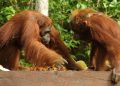 Kebakaran Hutan di Taman Nasional Tanjung Puting Kalteng Seluas 513,89 Hektare
