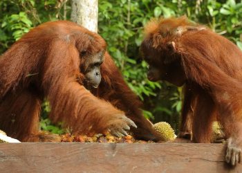 Kebakaran Hutan di Taman Nasional Tanjung Puting Kalteng Seluas 513,89 Hektare