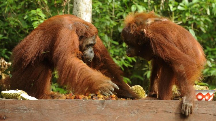 Kebakaran Hutan di Taman Nasional Tanjung Puting Kalteng Seluas 513,89 Hektare