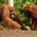 Kebakaran Hutan di Taman Nasional Tanjung Puting Kalteng Seluas 513,89 Hektare