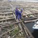 TNI AL Amankan 2 Kapal Angkut 8000 Kayu Ilegal di Pulau Buru
