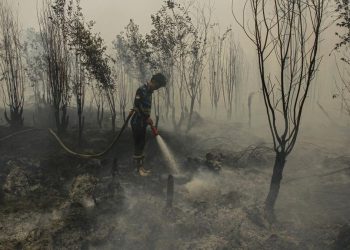 Minim Dukungan, Relawan Karhutla Tanjung Puting Menghadapi Kewalahan