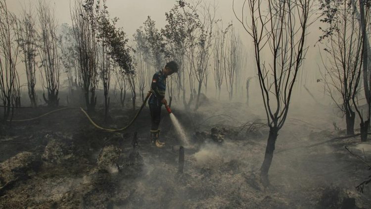 Minim Dukungan, Relawan Karhutla Tanjung Puting Menghadapi Kewalahan