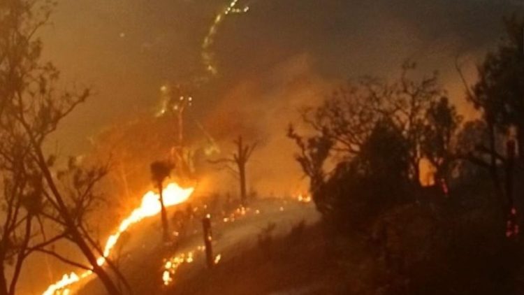 Karhutla Jatim Capai 7363 Hektare, Sebanyak 79 Persen Terjadi di Kawasan Konservasi