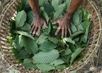 Indonesia Siap Mulai Hilirisasi Kratom dan Kemenyan Menurut Luhut