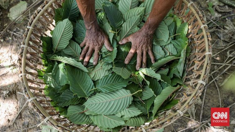 Indonesia Siap Mulai Hilirisasi Kratom dan Kemenyan Menurut Luhut