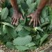 Indonesia Siap Mulai Hilirisasi Kratom dan Kemenyan Menurut Luhut