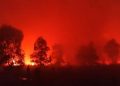 Karhutla Mengancam Jalur Gajah-Rusa di Taman Nasional Way Kambas Lampung
