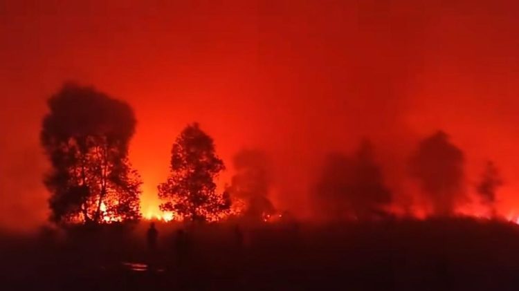 Karhutla Mengancam Jalur Gajah-Rusa di Taman Nasional Way Kambas Lampung