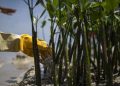 Pejabat Kemenhut Menjadi Kepala Badan Pengelola Gambut dan Mangrove